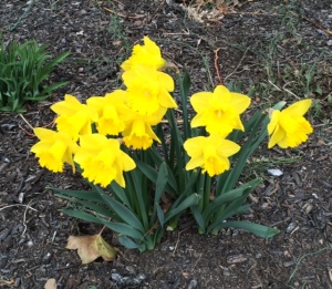 daffodils bloom