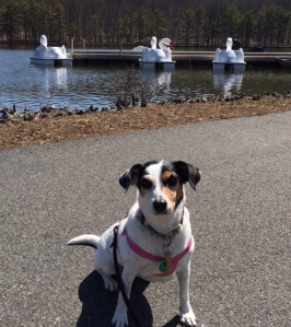 Wait... Are those giant swans staring at me...?